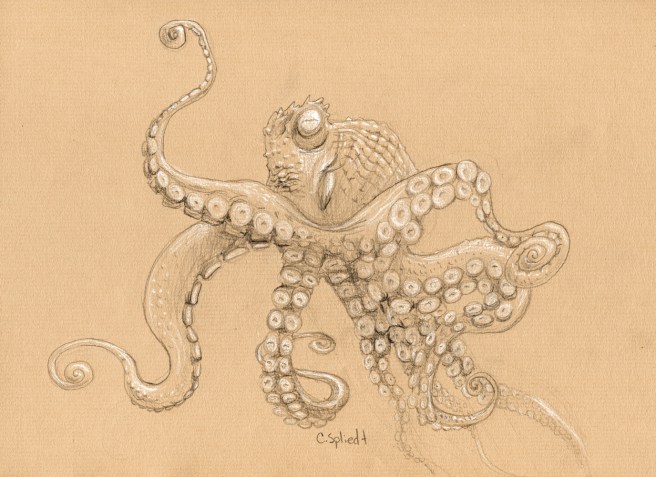 octopuss2