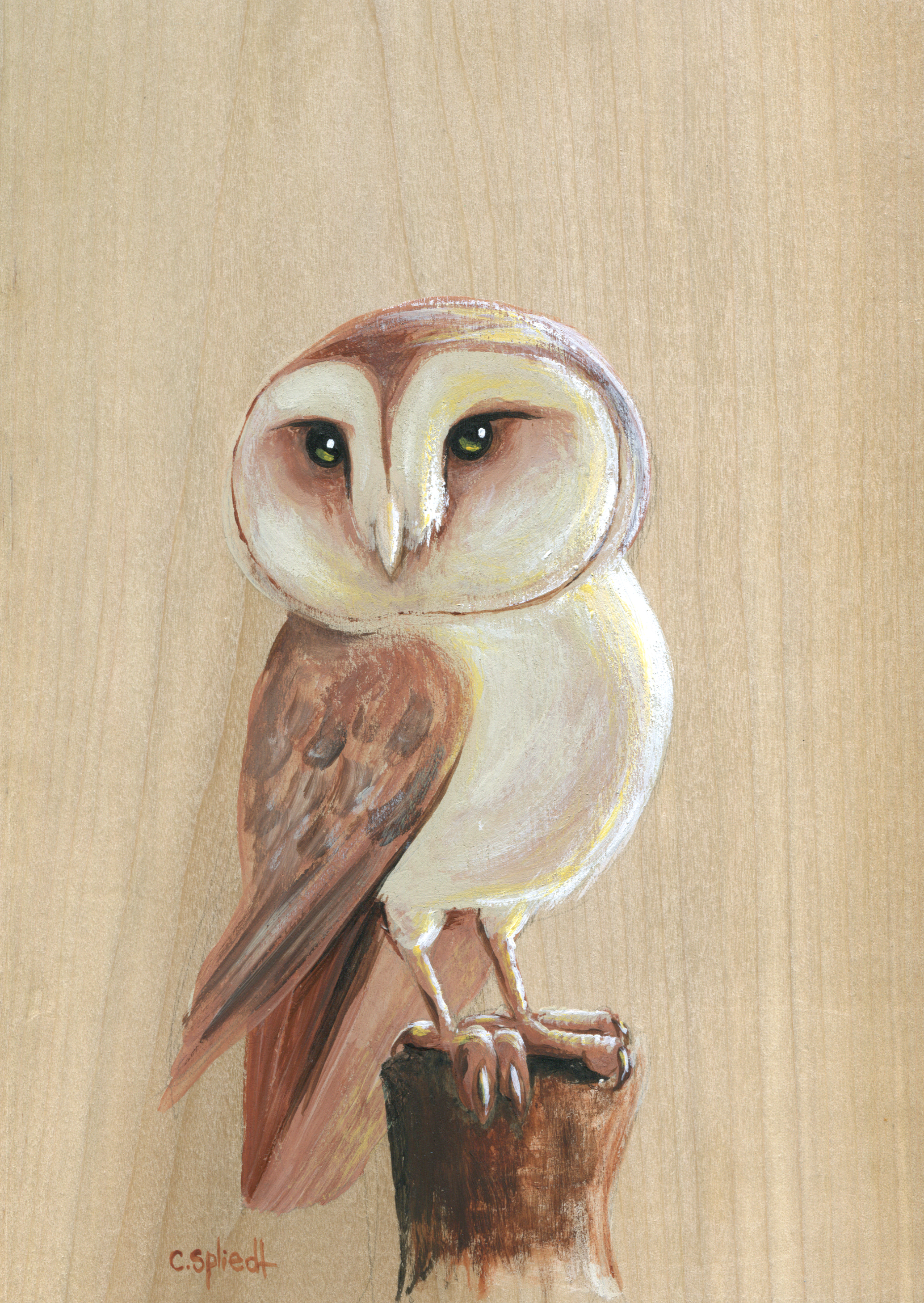 barn-owl060.jpg
